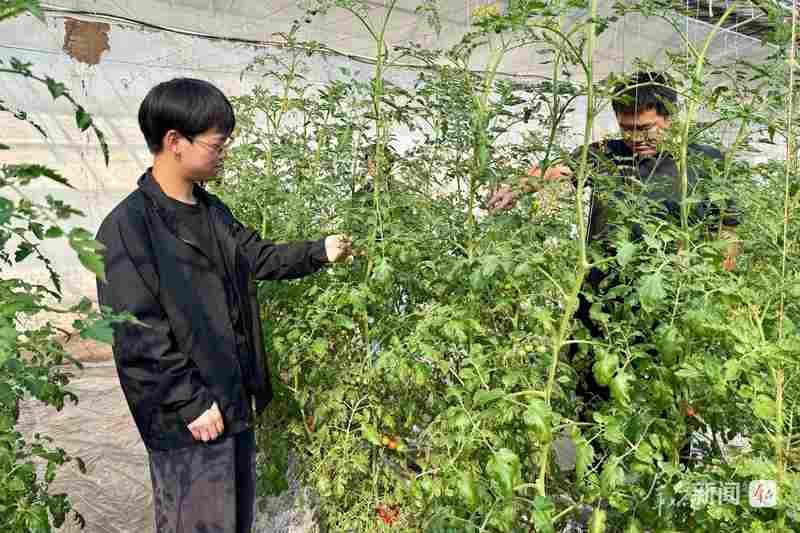  三秦大地科技小院遍地开花，青年学子深耕一线；青春力量助力乡村蝶变。 教育招生