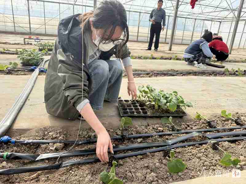  三秦大地科技小院遍地开花，青年学子深耕一线；青春力量助力乡村蝶变。 教育招生