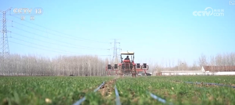 冬小麦返青关键期来临，多地强化三重防线；田间管理有序推进，夏粮生产基础不断夯实。