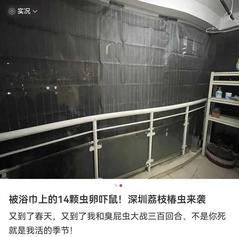 【深度解析】荔蝽虫卵入侵广东阳台:生物学特性与科学防治完全指南 健康养生