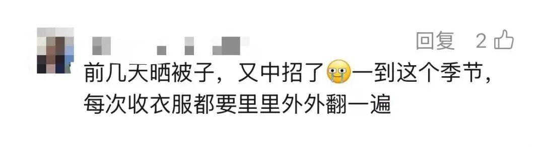 【深度解析】荔蝽虫卵入侵广东阳台:生物学特性与科学防治完全指南 健康养生