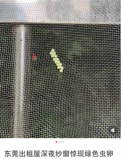 【深度解析】荔蝽虫卵入侵广东阳台:生物学特性与科学防治完全指南 健康养生