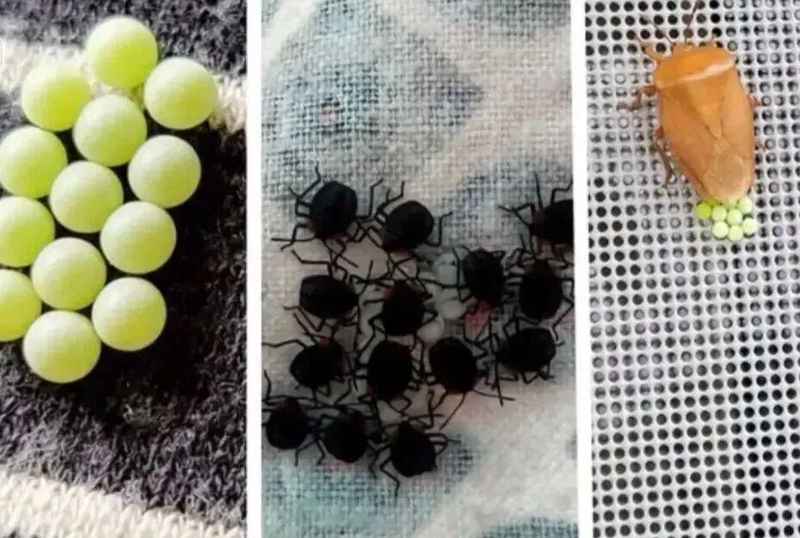 【深度解析】荔蝽虫卵入侵广东阳台:生物学特性与科学防治完全指南 健康养生