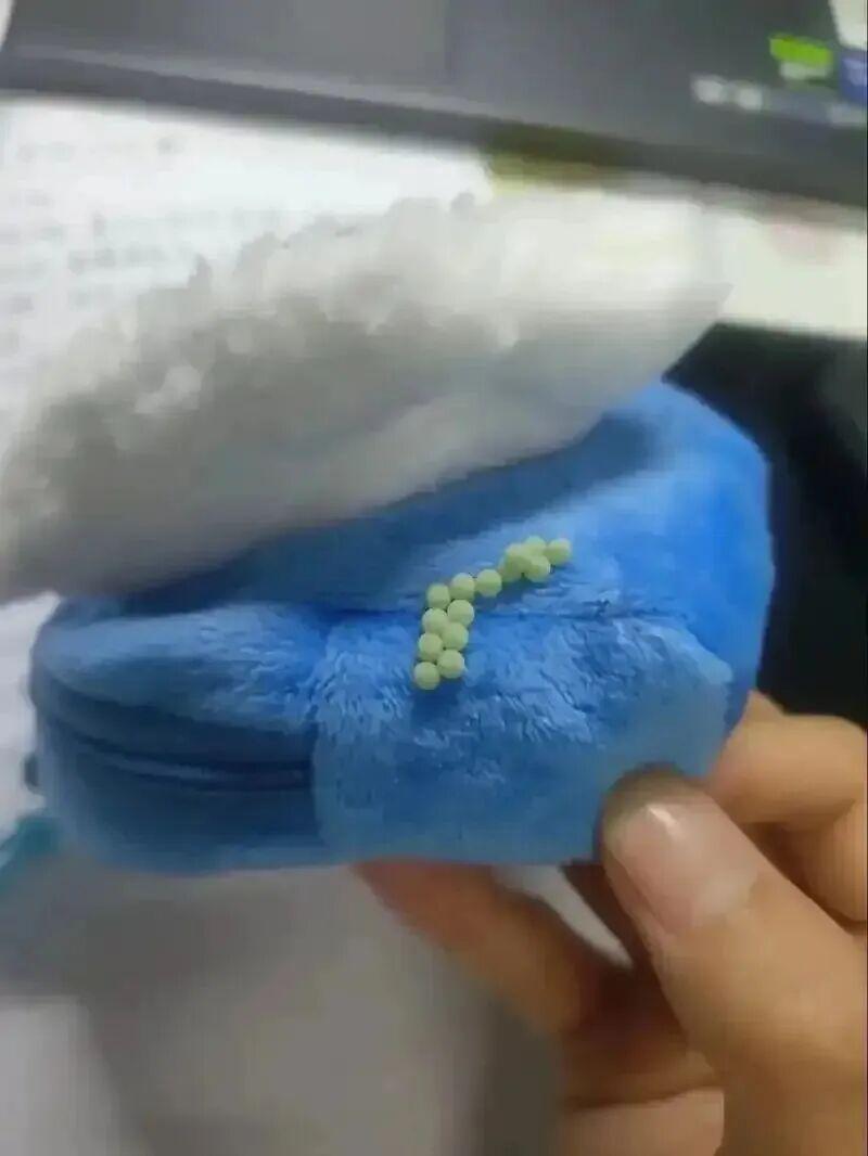 【深度解析】荔蝽虫卵入侵广东阳台:生物学特性与科学防治完全指南 健康养生