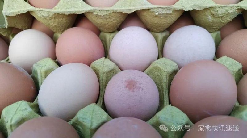  【技术解密】生殖性滑液囊支原体发病规律与精准防控方案 新闻 【技术解密】生殖性滑液囊支原体发病规律与精准防控方案 新闻